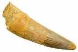 Fossil Spinosaurus Tooth - Feeding Worn Tip #362838-1